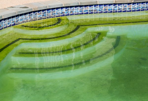 Pool Deck Algae Removal
